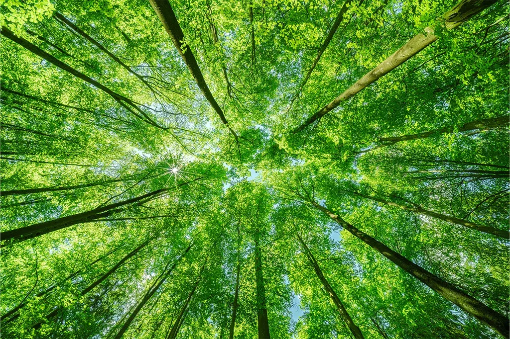 Tall trees in a forest